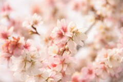 冬を飛び越えてー寒桜ー