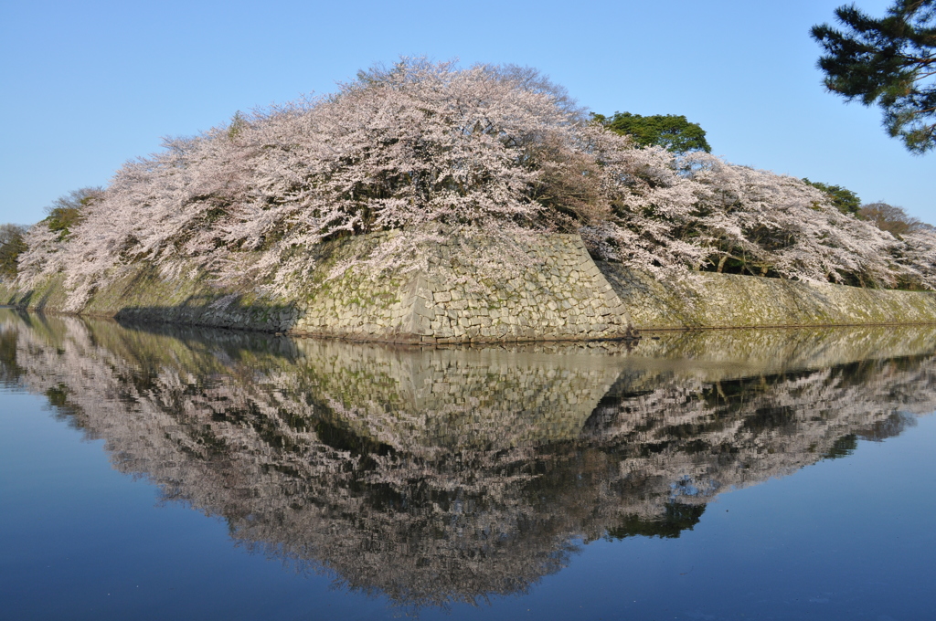 171.彦根城ダイヤモンド桜2014