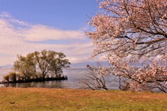 湖国晩秋の風景～寒桜と鷺～