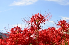 今日は青空 今日は青空