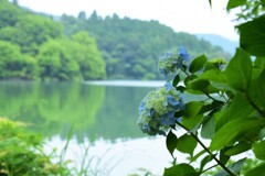 余呉湖畔に咲く紫陽花　1