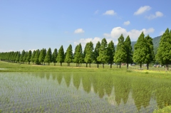新緑のメタセコイア並木