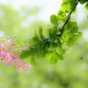 晩夏を彩る百日紅の花　Ⅱ