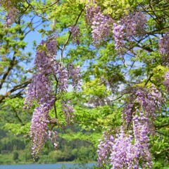 湖畔に咲く山藤