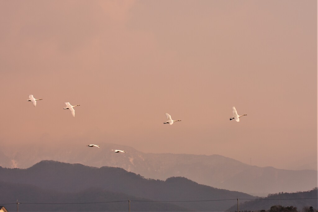 うすももの空を舞う