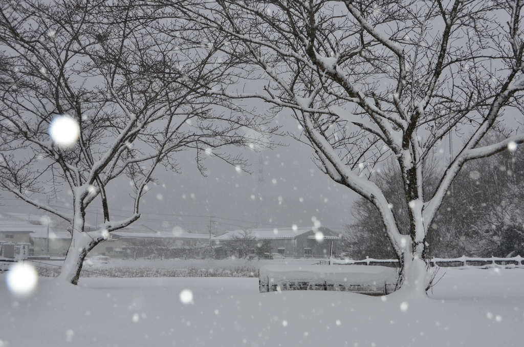雪の朝