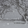 雪の朝