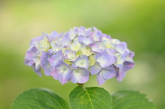 清涼