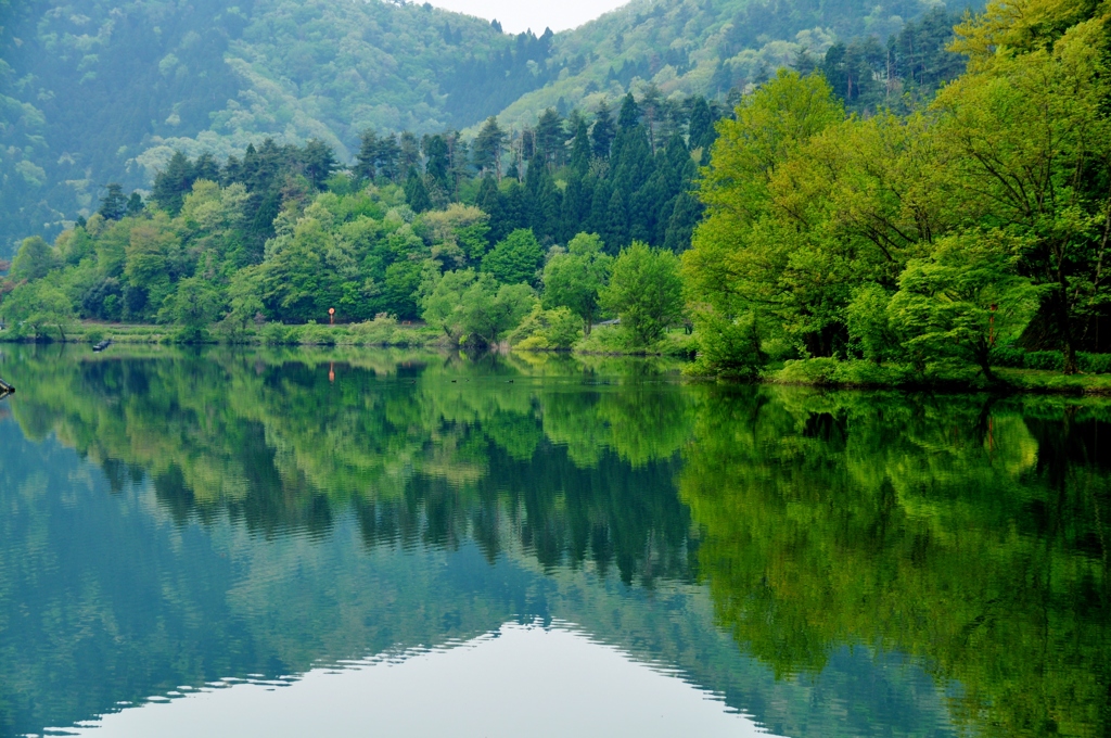 214.余呉湖新緑