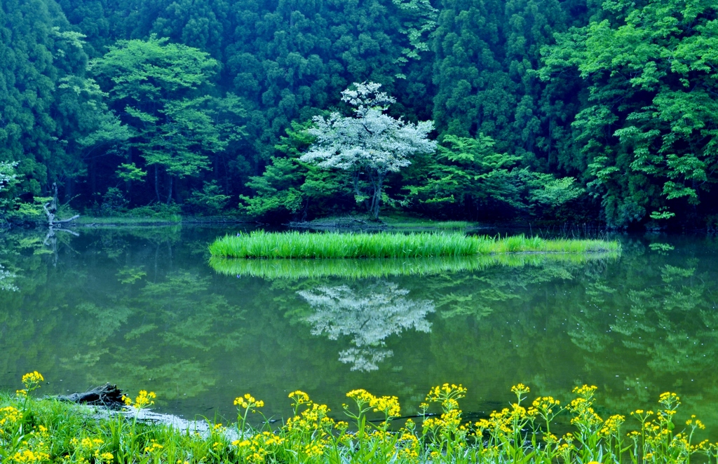 うつぎの咲く花園