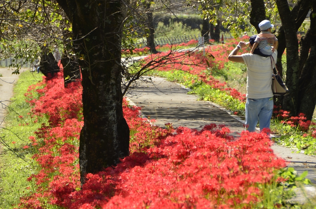 彼岸花咲く散歩道