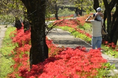 彼岸花咲く散歩道 彼岸花咲く散歩道