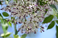 せんだんの花 2