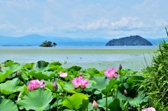 琵琶湖に咲くハスの花　Ⅱ