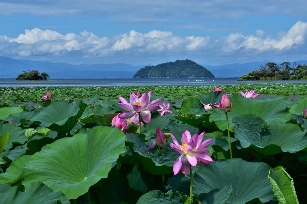 ハスの花咲く琵琶湖の風景