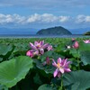 ハスの花咲く琵琶湖の風景