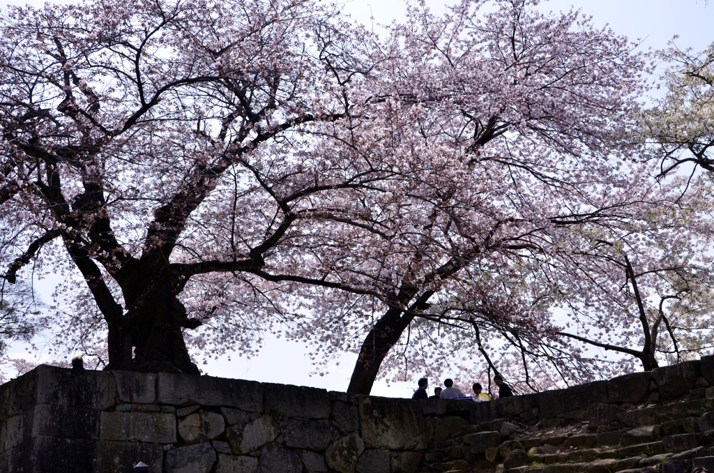 桜花爛漫