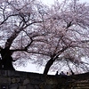 桜花爛漫