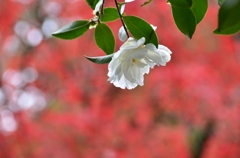紅葉の中に白一輪