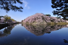 彦根城の春2017　Ⅰ