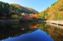 秋燦々