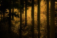 森の輝き