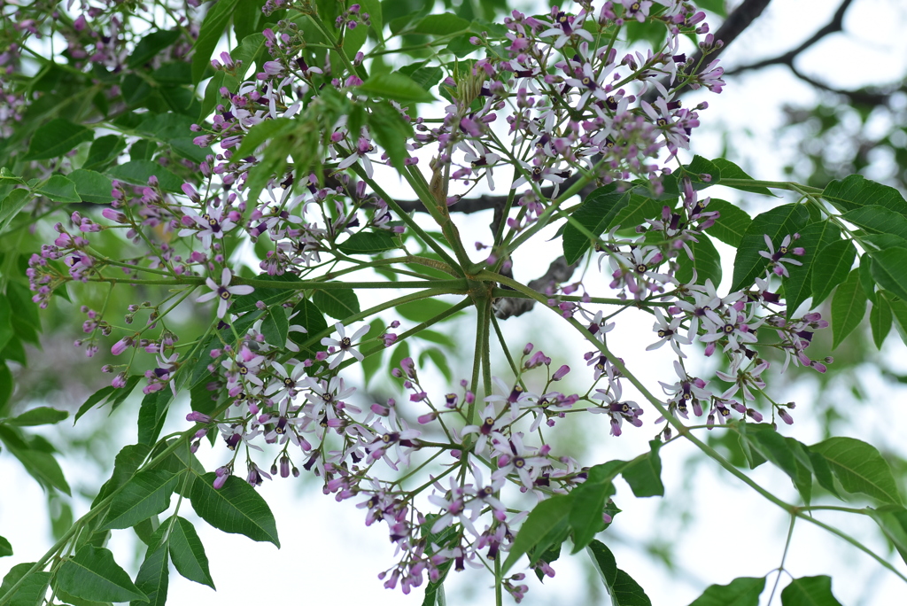 せんだんの花