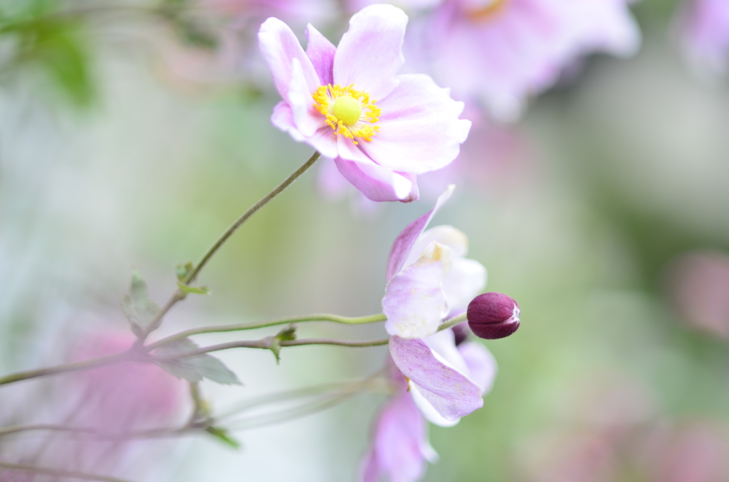 秋を告げる花～秋明菊～