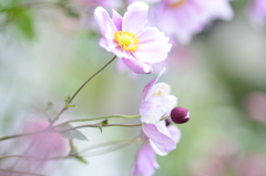 秋を告げる花～秋明菊～