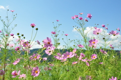 余呉の秋