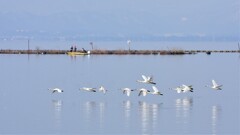 ハクチョウのいる琵琶湖の風景　～平和～