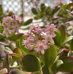 みると嬉しくなる花