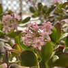 みると嬉しくなる花