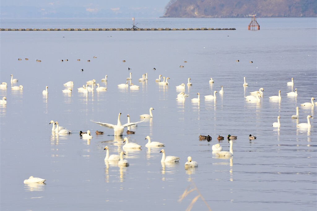 ハクチョウのいる琵琶湖の風景　～北帰前の深呼吸 ～