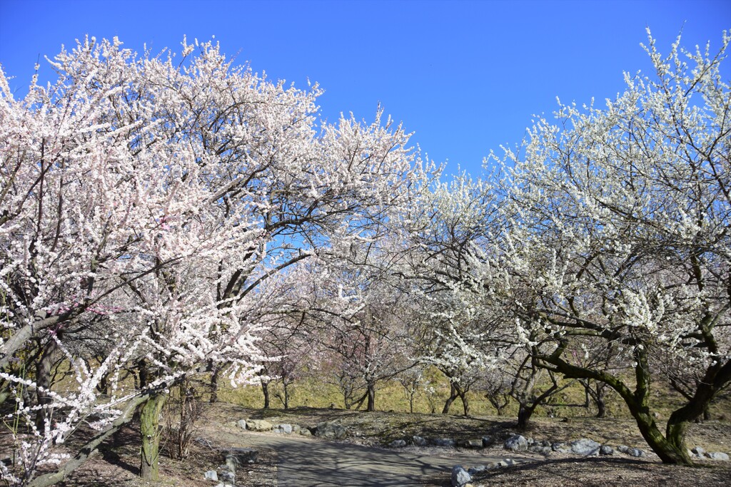 樹氷のように