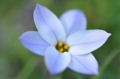 153.庭に咲く花　ハナニラ