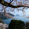 奥琵琶湖の春