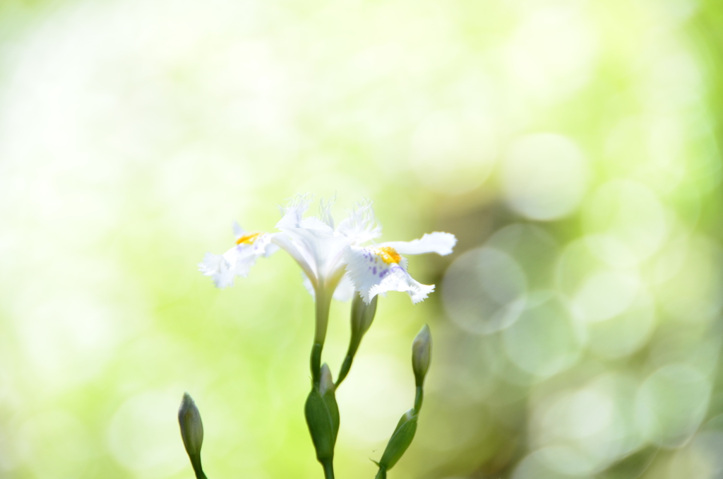 シャガの花　～光のマジック～