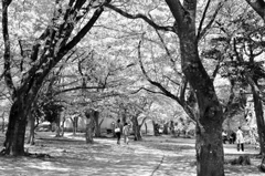 178.桜の下二人連れパートⅡ