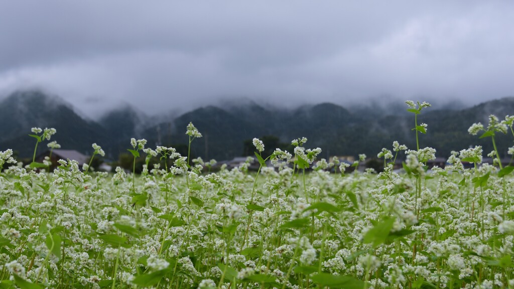 秋雨のそば畑