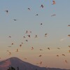 夕映えのサギ集団と伊吹山の新しい顔