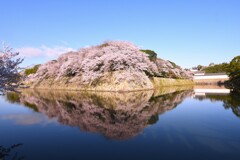 春、彦根城の桜も満開