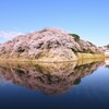 春、彦根城の桜も満開