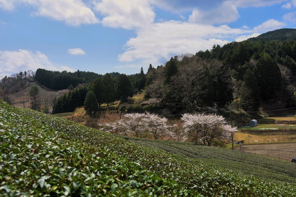 茶畑と桜