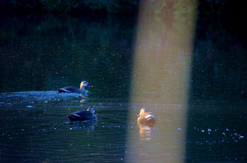 88.スポットライトを浴びるのはわたしです