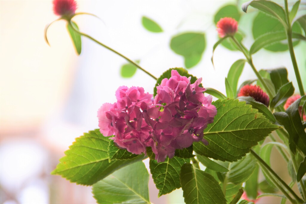 最後の紫陽花はハート