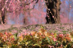 春の笑顔