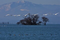 琵琶湖の水鳥たち