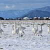 田んぼにハクチョウがいる湖北の風景