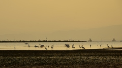 湖北の夕暮れ　～水鳥の楽園Ⅰ～